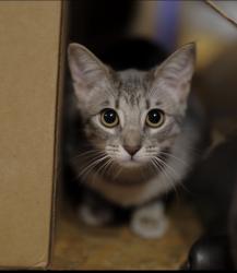 Lost Female Cat last seen 16th and popular or between 16th and 14th also union st by defermery park, Oakland, CA 94607