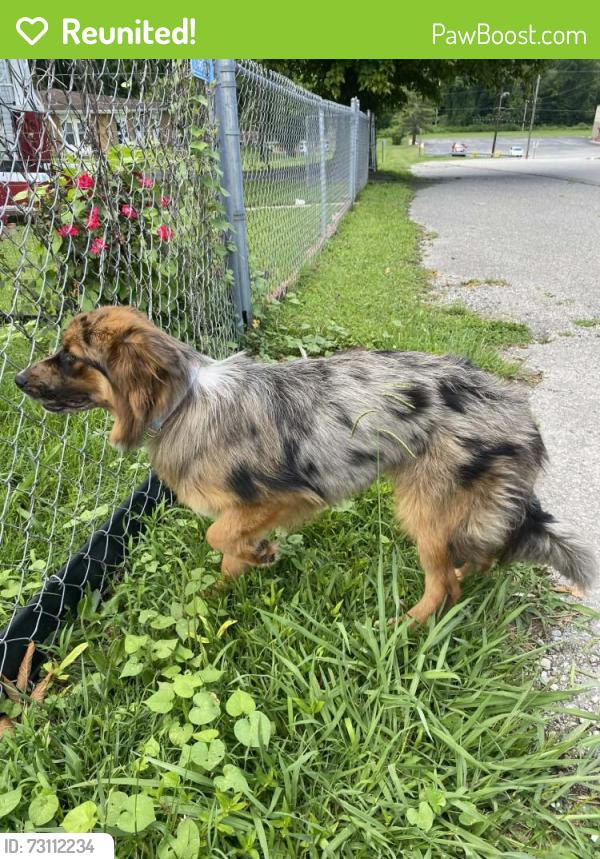 Reunited Female Dog last seen Near e hemlock st, LaFollette, TN 37766