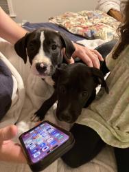Found/Stray Male Dog last seen Holder rd Clemmons near Montessori school, Clemmons, NC 27012