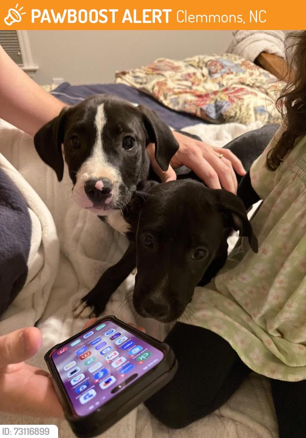Found/Stray Male Dog last seen Holder rd Clemmons near Montessori school, Clemmons, NC 27012