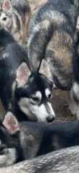 Reunited Female Dog last seen Possibly avenue I by the mobile station I may have seen her running in the fields but was far and didn’t see her again, Lancaster, CA 93535