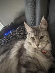 Lost Female Cat last seen Northcliffe, Spring Hill, FL 34606