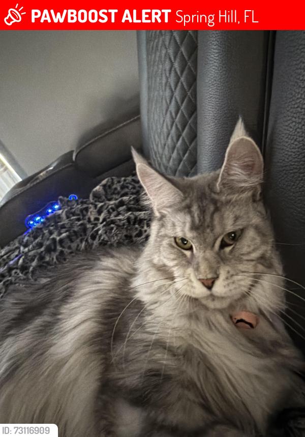 Lost Female Cat last seen Northcliffe, Spring Hill, FL 34606