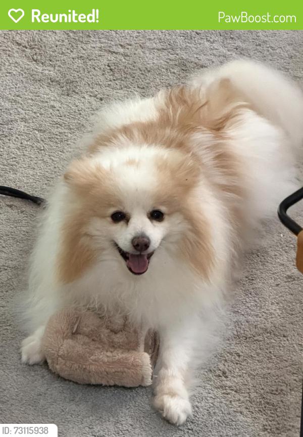 Reunited Male Dog last seen North Berkeley lake rd, Duluth, GA 30096