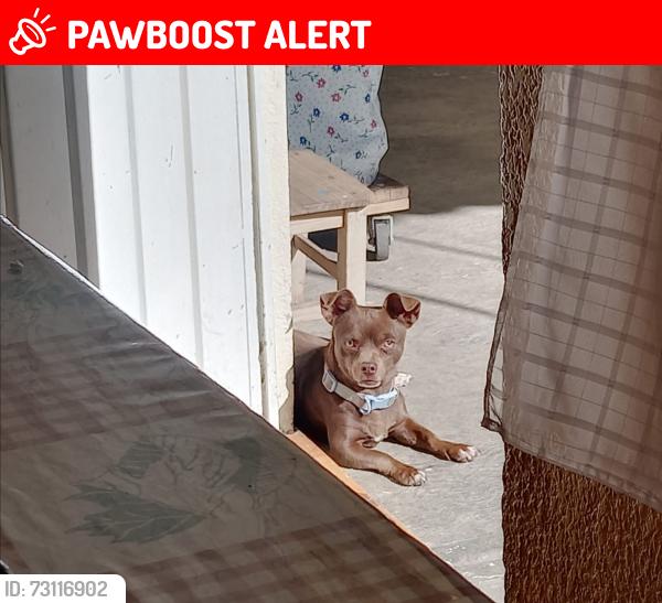 Lost Female Dog last seen Cerrada de los Arcos, calle francisco villa, Blvrd Ojo de Agua, Méx. 