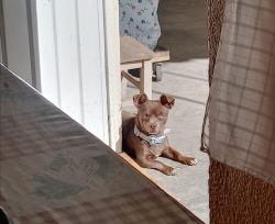 Lost Female Dog last seen Cerrada de los Arcos, calle francisco villa, Blvrd Ojo de Agua, Méx. 