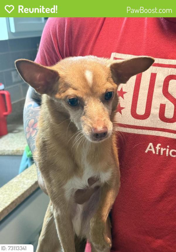 Reunited Male Dog last seen North Ashland and Wallen, Chicago, IL 60626