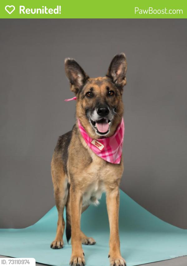 Reunited Female Dog last seen Kimball bridge/old milton/ Ocee Elm, Alpharetta, GA 30022