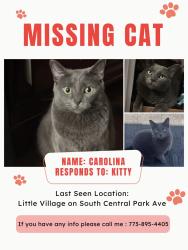 Reunited Female Cat last seen South Central Park Ave, Chicago, IL 60623