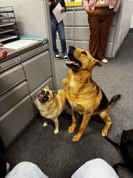 Found/Stray Female Dog last seen Near E. Nelson Ave., La Puente, CA 91746, La Puente, CA 91746