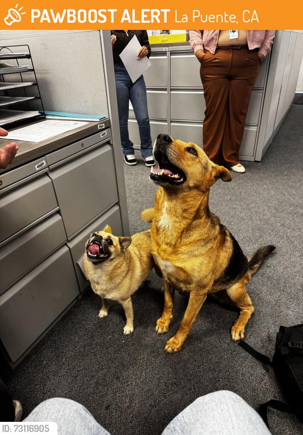 Found/Stray Female Dog last seen Near E. Nelson Ave., La Puente, CA 91746, La Puente, CA 91746