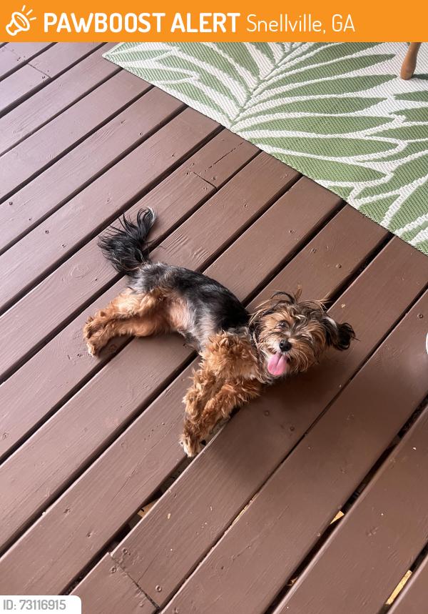 Found/Stray Unknown Dog last seen Bangor Ct Snellville GA 30078, Snellville, GA 30078
