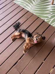 Found/Stray Unknown Dog last seen Bangor Ct Snellville GA 30078, Snellville, GA 30078