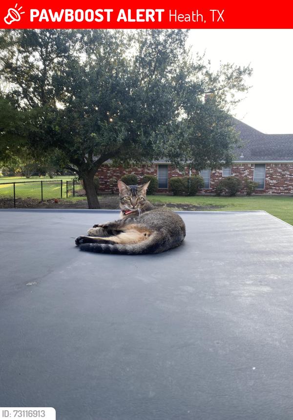 Lost Male Cat last seen He was last seen on James drive in Heath Tx., Heath, TX 75032