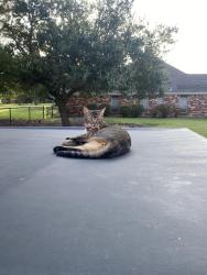 Lost Male Cat last seen He was last seen on James drive in Heath Tx., Heath, TX 75032