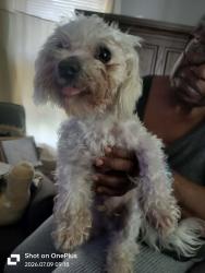 Found/Stray Male Dog last seen Patton St &Vassar, Vassar and Fielding St, Detroit, MI 48219