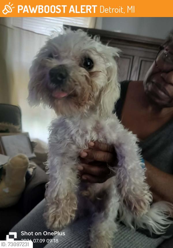Found/Stray Male Dog last seen Patton St &Vassar, Vassar and Fielding St, Detroit, MI 48219