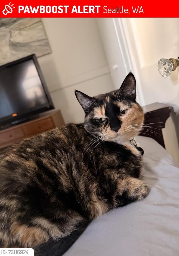 Lost Female Cat last seen at home, Seattle, WA 98103