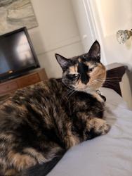 Lost Female Cat last seen at home, Seattle, WA 98103