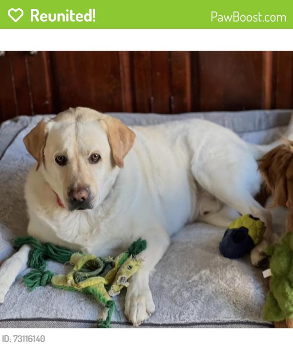 Reunited Male Dog last seen Delaware and Warwick, Santa Monica, CA 90404