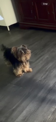 Reunited Female Dog last seen Emerson and Thompson, Indianapolis, IN 46203