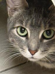 Found/Stray Unknown Cat last seen Near N Federal Hwy, Fort Lauderdale, FL 33306, Fort Lauderdale, FL 33306