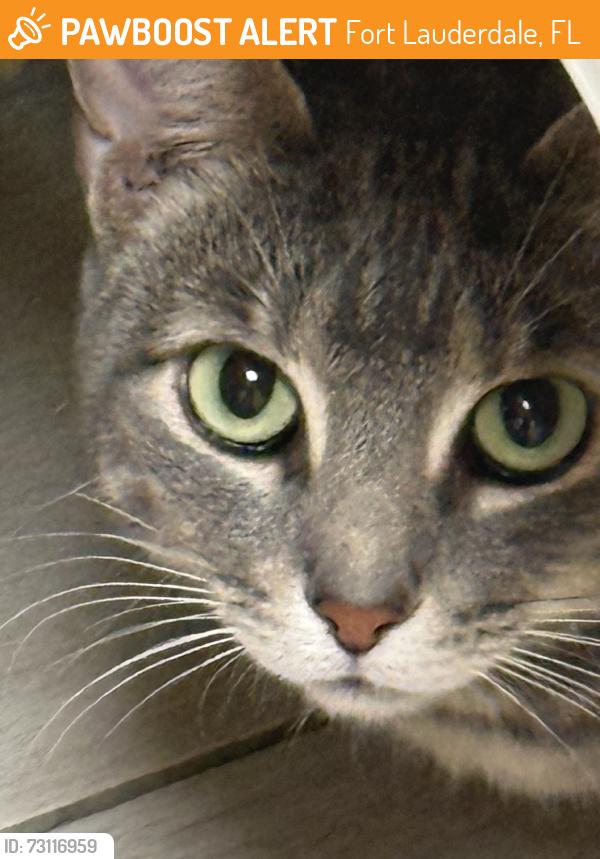 Found/Stray Unknown Cat last seen Near N Federal Hwy, Fort Lauderdale, FL 33306, Fort Lauderdale, FL 33306