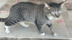 Found/Stray Unknown Cat last seen Hollywood Blvd., Los Angeles, CA 90046