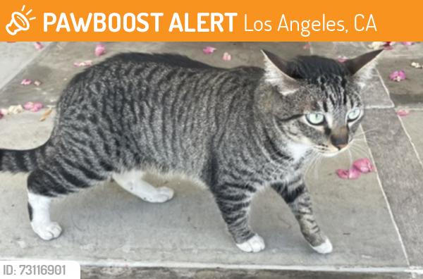 Found/Stray Unknown Cat last seen Hollywood Blvd., Los Angeles, CA 90046