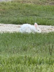 Found/Stray Unknown Rabbit last seen Wabash, Spring Hill, FL 34606