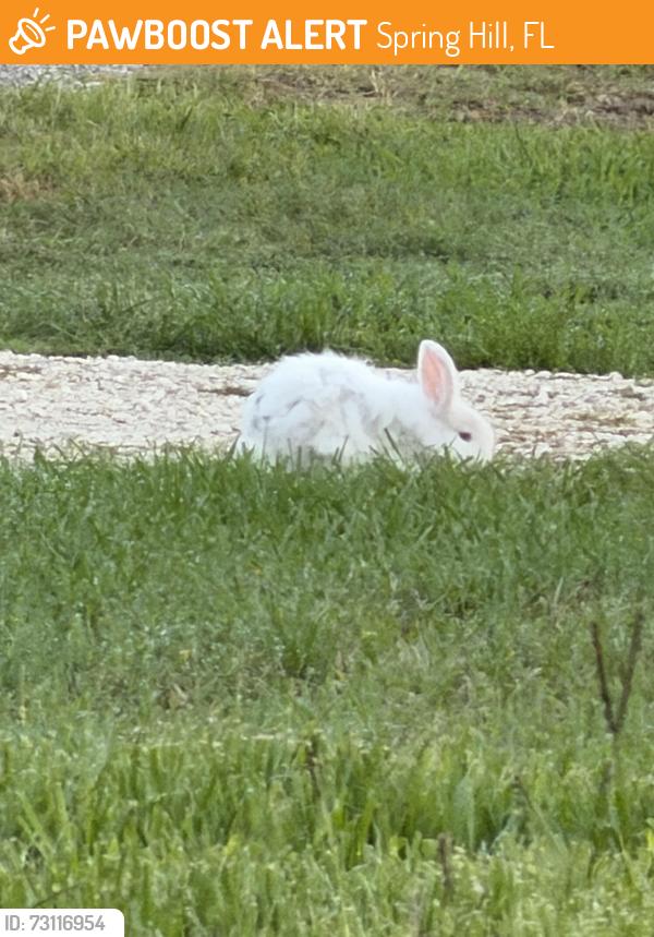 Found/Stray Unknown Rabbit last seen Wabash, Spring Hill, FL 34606
