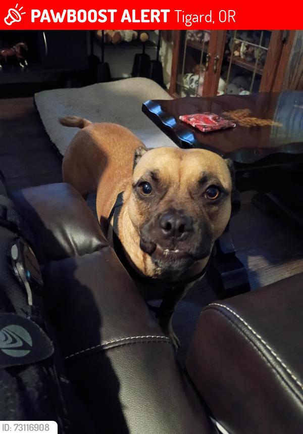 Lost Female Dog last seen Sw 68th Parkway & Pacific Highway, Tigard, OR 97223
