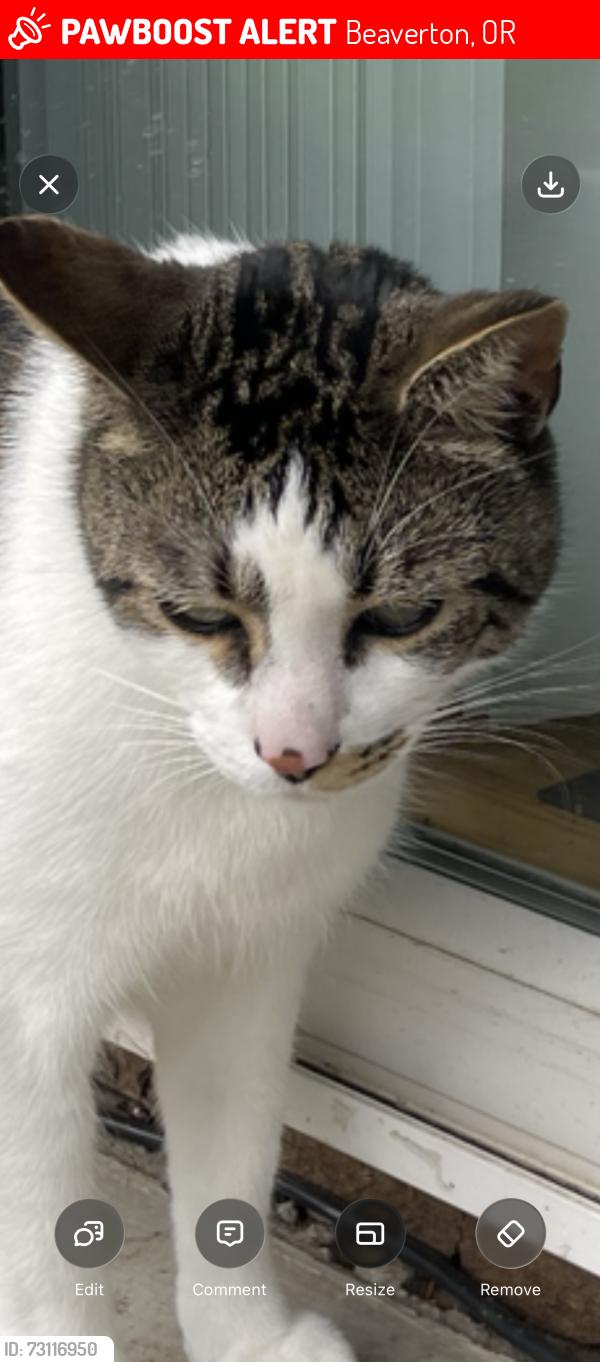 Lost Male Cat last seen SW Polsky Rd & SW 109th Ave, Beaverton, OR 97005, Beaverton, OR 97005