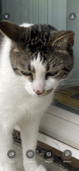 Lost Male Cat last seen SW Polsky Rd & SW 109th Ave, Beaverton, OR 97005, Beaverton, OR 97005