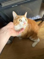 Found/Stray Unknown Cat last seen Lawrence, Chicago, IL 60630