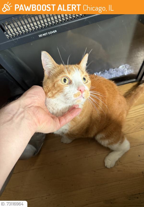Found/Stray Unknown Cat last seen Lawrence, Chicago, IL 60630