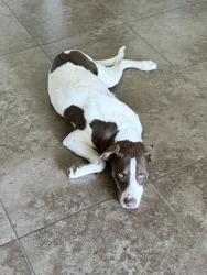 Found/Stray Male Dog last seen Near s 5900 w hooper, Hooper, UT 84315