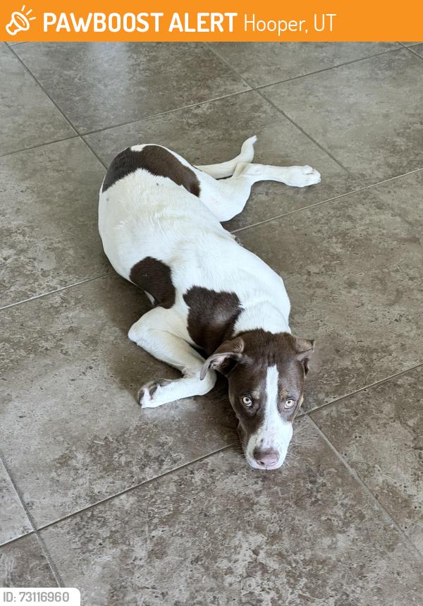 Found/Stray Male Dog last seen Near s 5900 w hooper, Hooper, UT 84315