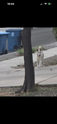 Reunited Male Dog last seen Valencia and Bullfinch, Sonoran Ranch Estates, AZ 85757