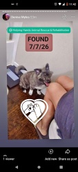 Found/Stray Female Dog last seen Near HOUSTON, Houston, TX 77075