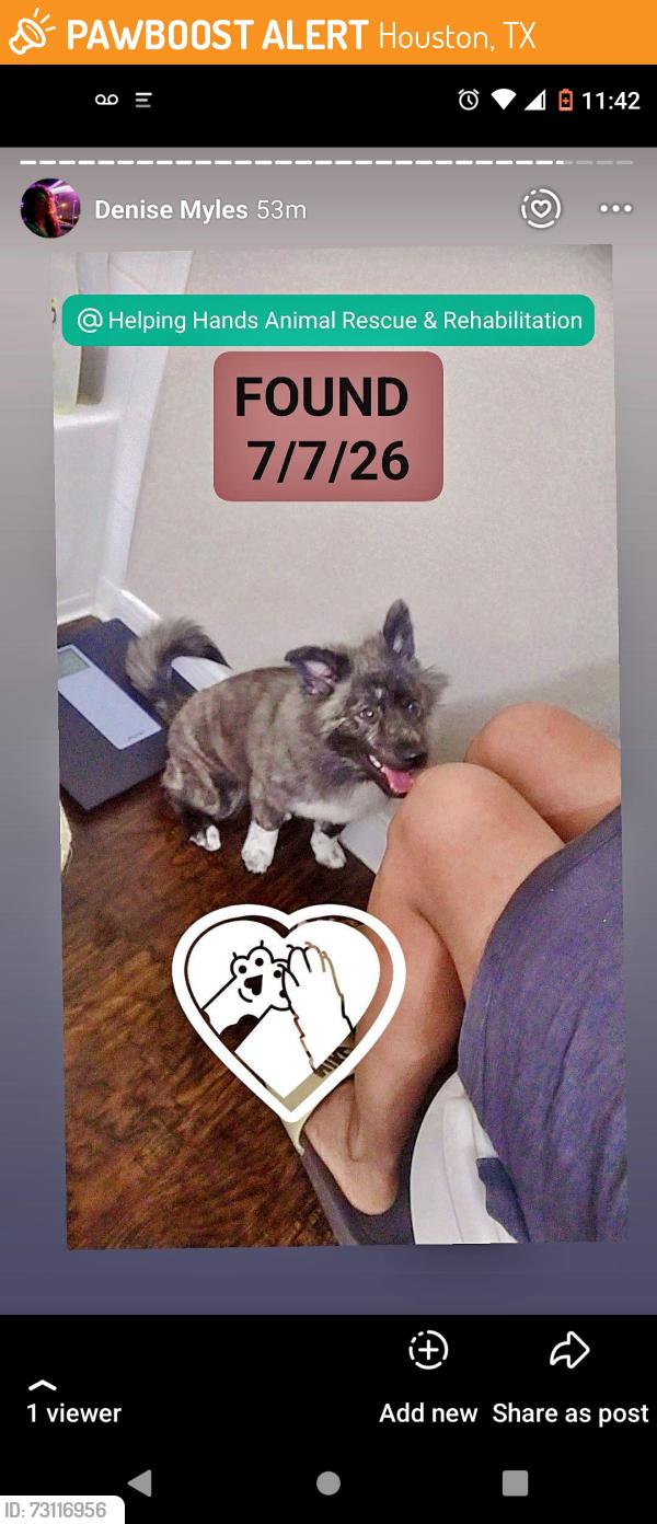 Found/Stray Female Dog last seen Near HOUSTON, Houston, TX 77075