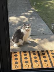 Found/Stray Unknown Cat last seen Seen a lot near flynn and blais ave in Cranston the last two weeks. Very sweet. No collar and thin., Cranston, RI 02920