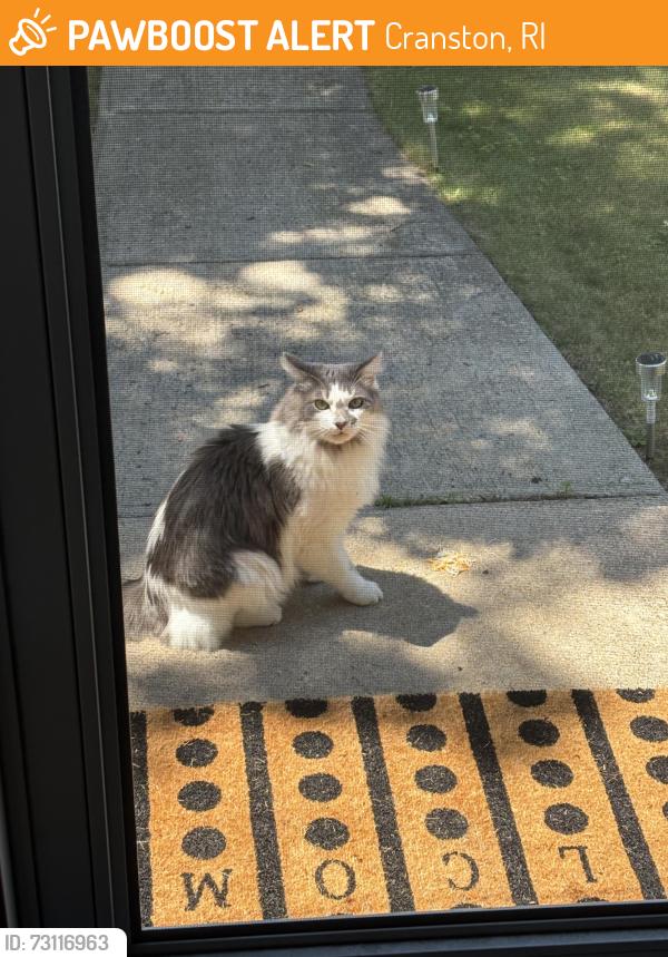 Found/Stray Unknown Cat last seen Seen a lot near flynn and blais ave in Cranston the last two weeks. Very sweet. No collar and thin., Cranston, RI 02920