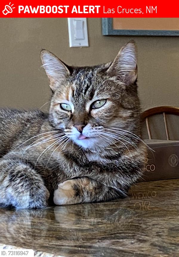 Lost Female Cat last seen Court Ave & Armijo St, Las Cruces, NM 88005, Las Cruces, NM 88005