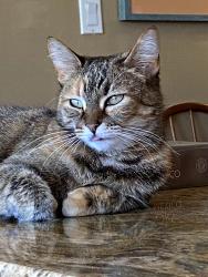 Lost Female Cat last seen Court Ave & Armijo St, Las Cruces, NM 88005, Las Cruces, NM 88005