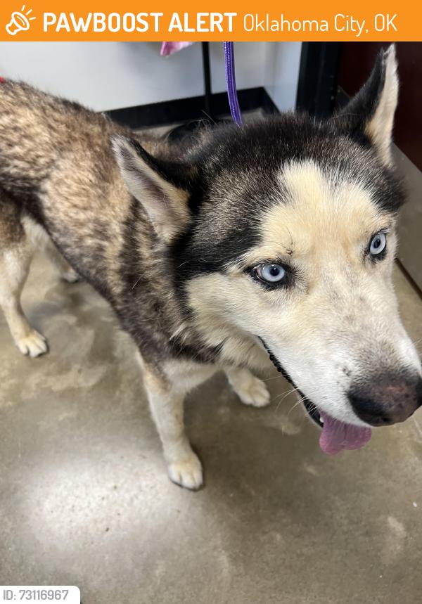 Found/Stray Male Dog last seen Near NW Expressway, Oklahoma City, OK 73132