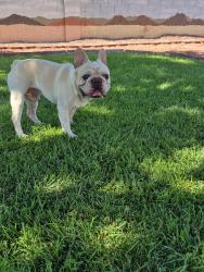 Reunited Male Dog last seen Near Butterball Ct, North Las Vegas, NV 89032, USA, North Las Vegas, NV 89032