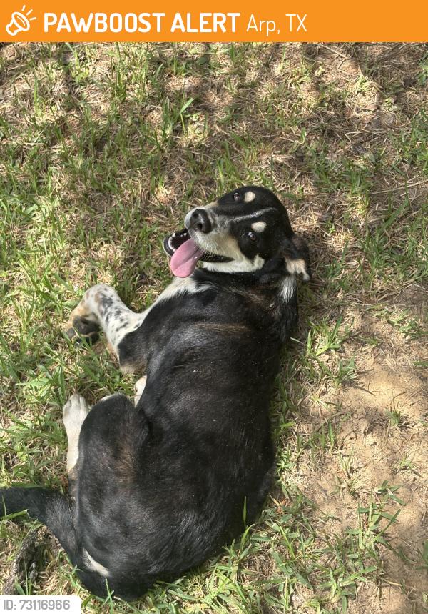 Found/Stray Male Dog last seen County road, Arp, TX 75750