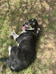 Found/Stray Male Dog last seen County road, Arp, TX 75750