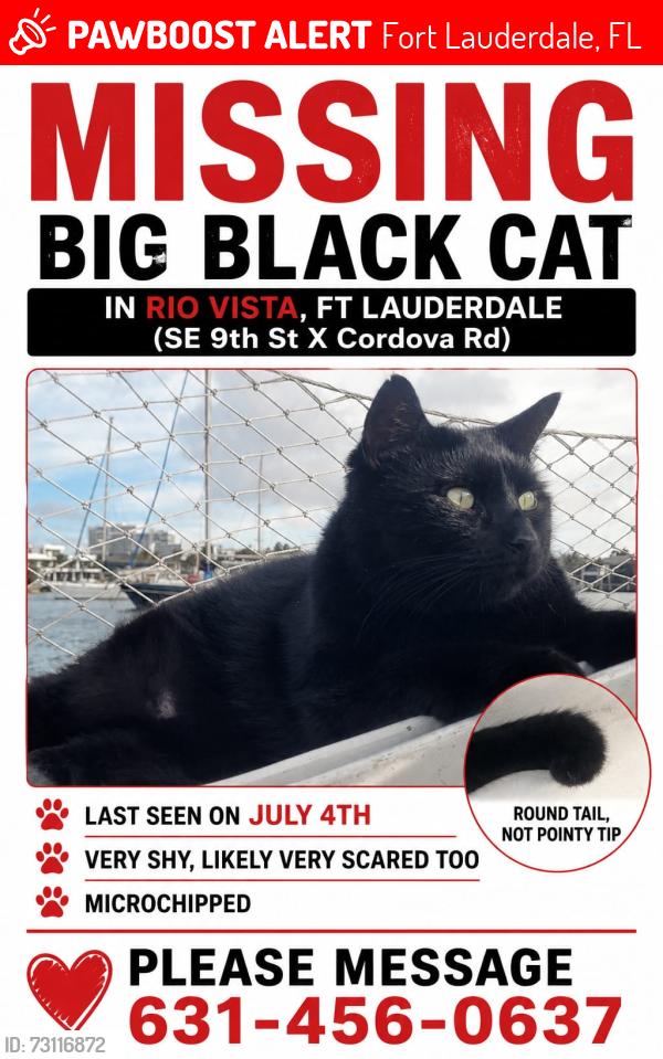 Lost Male Cat last seen Cordova road and 9th Ave Rio vista neighborhood, Fort Lauderdale, FL 33316